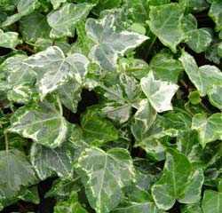 Ivy 'Elegantissima'